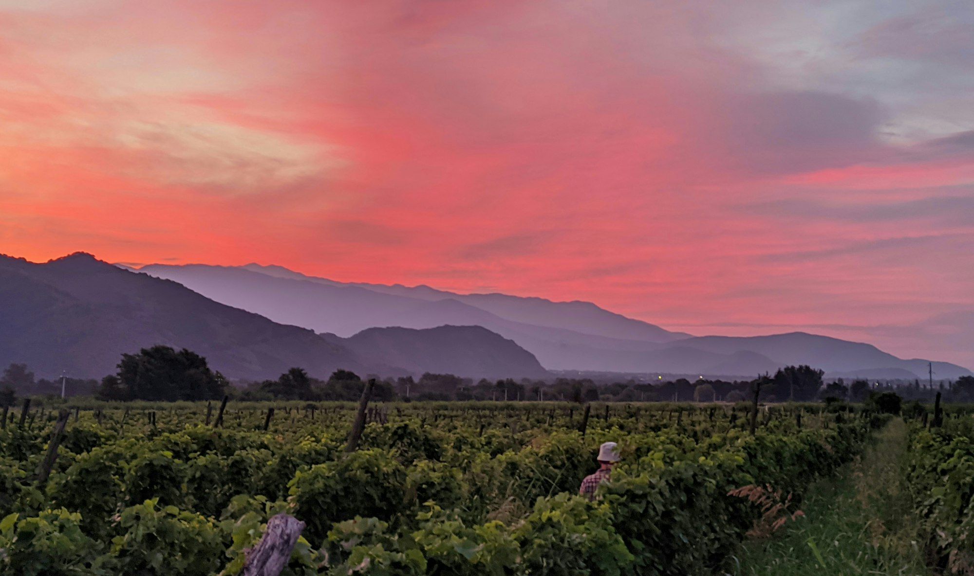 Evening light over the vineyards of Kakheti wine country